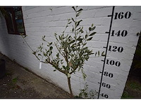 Olijfboom op stam - olive tree - afbeelding 1 van  2