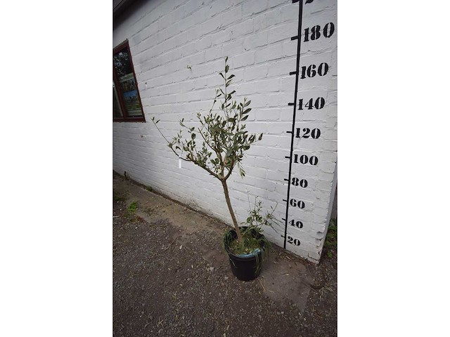 Olijfboom op stam - olive tree - afbeelding 2 van  2