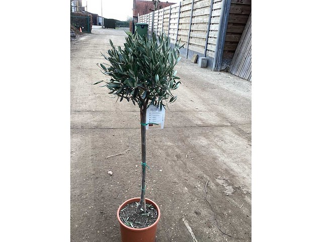 Olijfboom(1x) - afbeelding 2 van  2