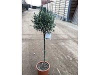 Olijfboom(1x) - afbeelding 2 van  2