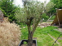 Olijfboom - afbeelding 1 van  6