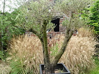 Olijfboom - afbeelding 2 van  6