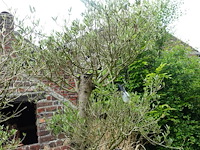 Olijfboom - afbeelding 4 van  6