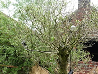 Olijfboom - afbeelding 5 van  6