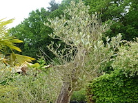 Olijfboom - afbeelding 3 van  5