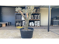 Olijfboom - afbeelding 3 van  3