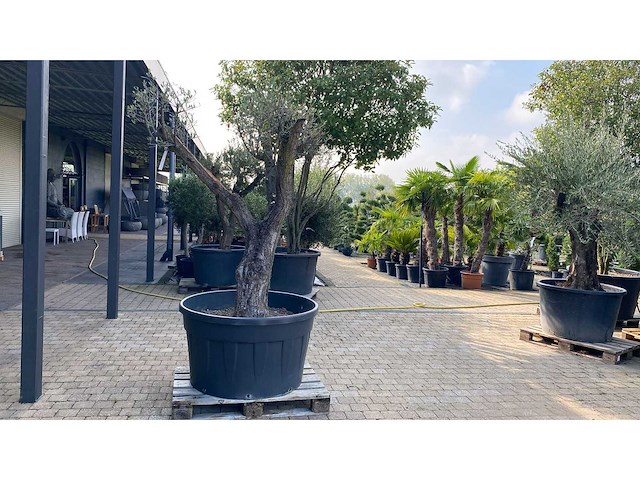 Olijfboom - afbeelding 1 van  3