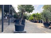 Olijfboom - afbeelding 1 van  3