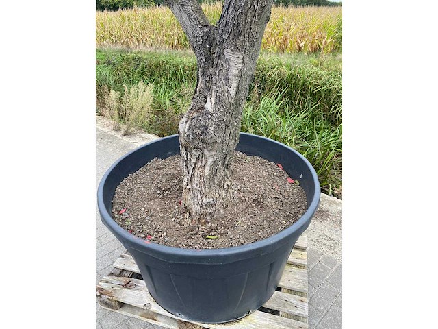 Olijfboom - afbeelding 2 van  3