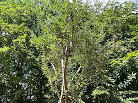 Olijfboom - afbeelding 4 van  8