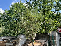 Olijfboom - afbeelding 6 van  8