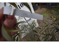 Olijfstruik - olive tree - afbeelding 1 van  3