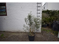 Olijfstruik - olive tree - afbeelding 2 van  3