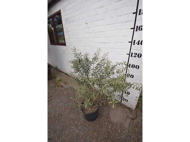 Olijfstruik - olive tree - afbeelding 3 van  3