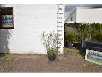 Olijfstruik - olive tree - afbeelding 2 van  4