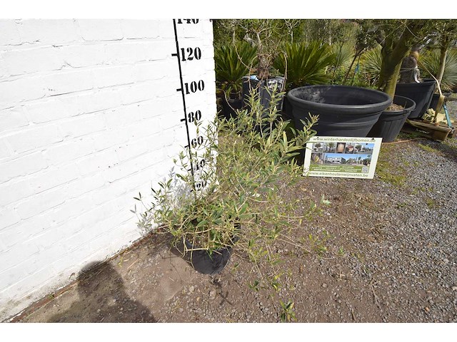 Olijfstruik - olive tree - afbeelding 3 van  4