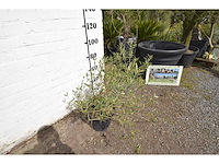 Olijfstruik - olive tree - afbeelding 3 van  4