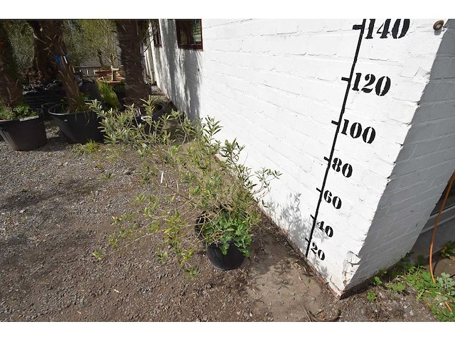 Olijfstruik - olive tree - afbeelding 4 van  4