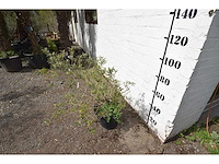 Olijfstruik - olive tree - afbeelding 4 van  4