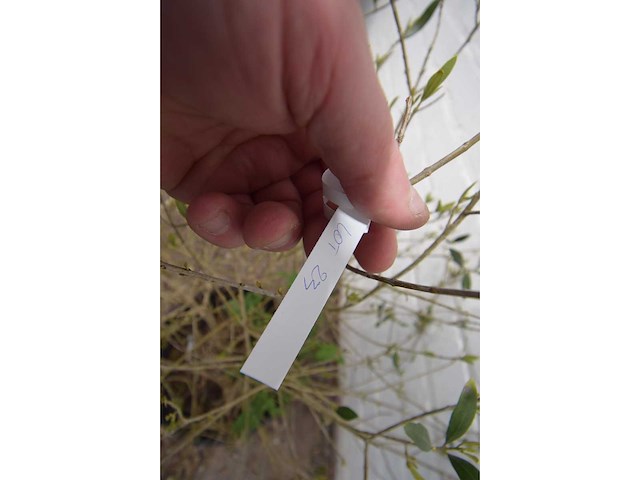 Olijfstruik - olive tree - afbeelding 1 van  4