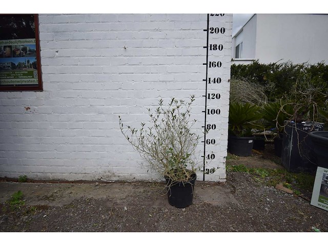 Olijfstruik - olive tree - afbeelding 2 van  4