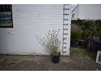 Olijfstruik - olive tree - afbeelding 2 van  4