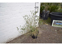 Olijfstruik - olive tree - afbeelding 3 van  4