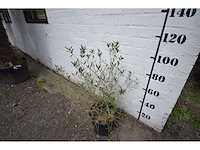 Olijfstruik - olive tree - afbeelding 4 van  4