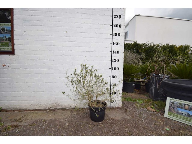 Olijfstruik - olive tree - afbeelding 1 van  3