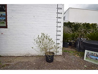 Olijfstruik - olive tree - afbeelding 1 van  3