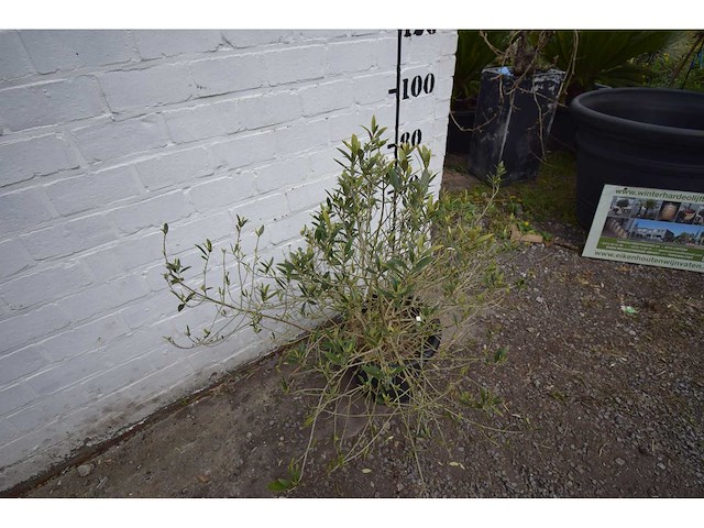 Olijfstruik - olive tree - afbeelding 2 van  3