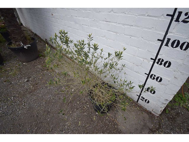 Olijfstruik - olive tree - afbeelding 3 van  3