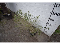 Olijfstruik - olive tree - afbeelding 3 van  3