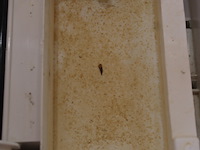 Olimpia splendid, peler 4t verdampingskoeler - afbeelding 3 van  4