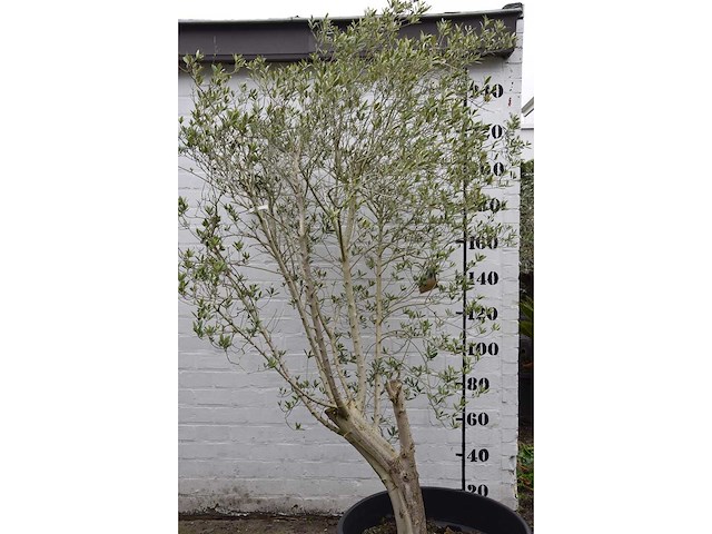 Olive - olive tree - afbeelding 1 van  6