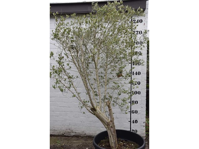Olive - olive tree - afbeelding 2 van  6
