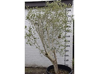 Olive - olive tree - afbeelding 2 van  6