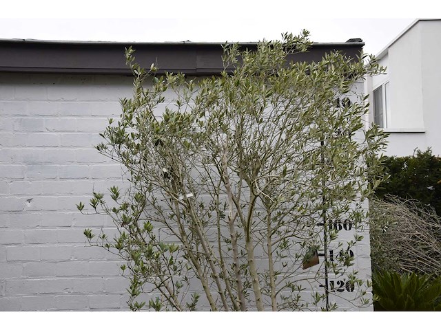 Olive - olive tree - afbeelding 3 van  6