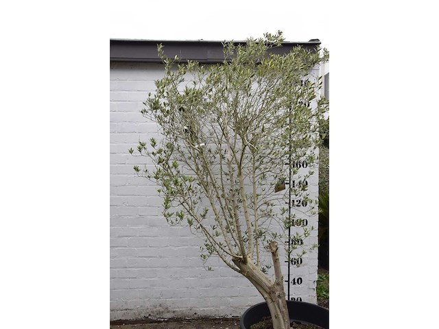 Olive - olive tree - afbeelding 4 van  6