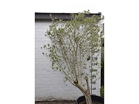 Olive - olive tree - afbeelding 4 van  6
