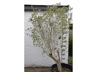 Olive - olive tree - afbeelding 5 van  6