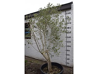 Olive - olive tree - afbeelding 6 van  6