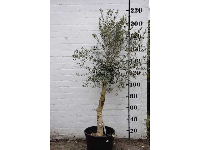 Olive - olive tree - afbeelding 1 van  3