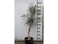 Olive - olive tree - afbeelding 1 van  3