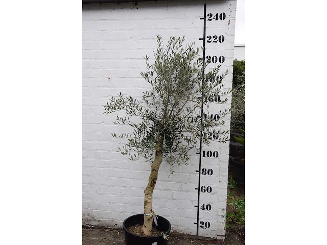 Olive - olive tree - afbeelding 2 van  3