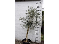 Olive - olive tree - afbeelding 2 van  3