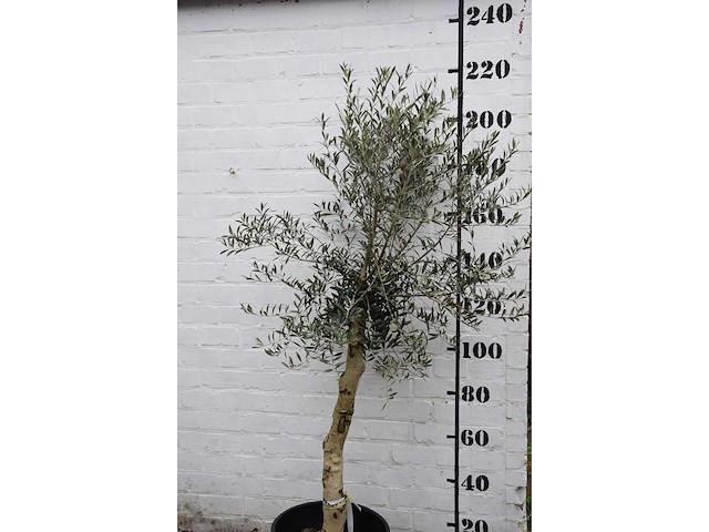Olive - olive tree - afbeelding 3 van  3
