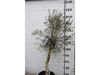 Olive - olive tree - afbeelding 3 van  3