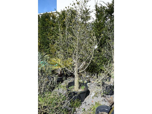 Olive - olive tree - afbeelding 1 van  4