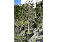 Olive - olive tree - afbeelding 1 van  4